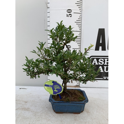 42 - TWO OUTDOOR BONSAI TREES IN CERAMIC POTS. ONE ILEX AND ONE METASEQUOIA APPROX 40-50CM IN HEIGHT PLUS... 