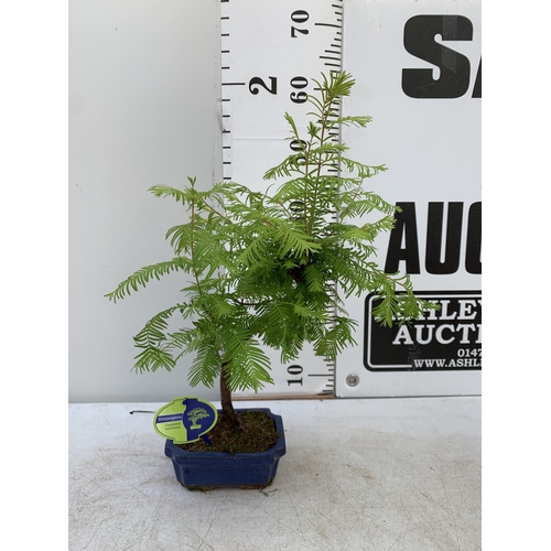 42 - TWO OUTDOOR BONSAI TREES IN CERAMIC POTS. ONE ILEX AND ONE METASEQUOIA APPROX 40-50CM IN HEIGHT PLUS... 