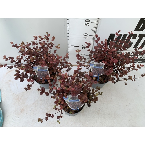 43 - THREE LOPHOMYRTUS RALPHII NEW ZEALAND MYRTLE  'BLACK PEARL' IN 2 LTR POTS HEIGHT APPROX 50CM, TO BE ... 