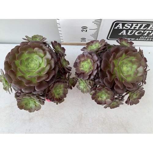 48 - TWO LARGE AEONIUM ARBOREUM VELOURS 'TABLE TOPPERS' IN 1 LTR POTS APPROX 40CM IN HEIGHT PLUS VAT TO B... 