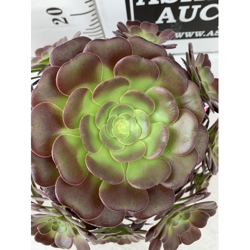 48 - TWO LARGE AEONIUM ARBOREUM VELOURS 'TABLE TOPPERS' IN 1 LTR POTS APPROX 40CM IN HEIGHT PLUS VAT TO B... 