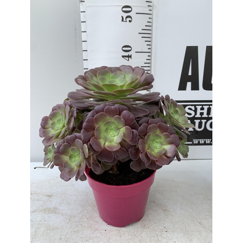 48 - TWO LARGE AEONIUM ARBOREUM VELOURS 'TABLE TOPPERS' IN 1 LTR POTS APPROX 40CM IN HEIGHT PLUS VAT TO B... 