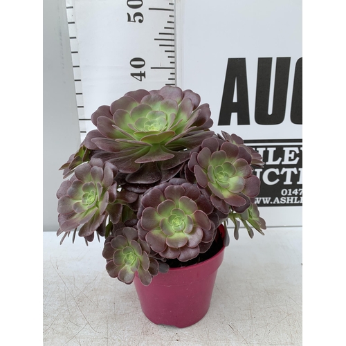 48 - TWO LARGE AEONIUM ARBOREUM VELOURS 'TABLE TOPPERS' IN 1 LTR POTS APPROX 40CM IN HEIGHT PLUS VAT TO B... 