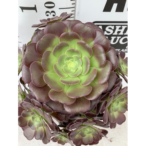 48 - TWO LARGE AEONIUM ARBOREUM VELOURS 'TABLE TOPPERS' IN 1 LTR POTS APPROX 40CM IN HEIGHT PLUS VAT TO B... 