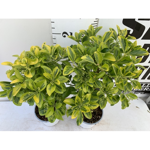 49 - TWO MINI EUONYMUS JAPONICUS STANDARD TREES IN 2 LTR POTS APPROX 60CM IN HEIGHT PLUS VAT TO BE SOLD F... 