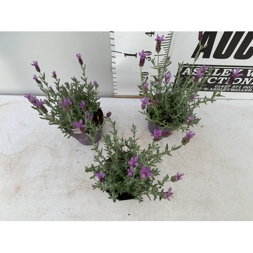 54 - THREE LAVENDER LAVANDULA ST.ANOUK IN PURPLE IN FLOWER 1.5 LITRE POTS APPROX 40CM IN HEIGHT TO BE SOL... 