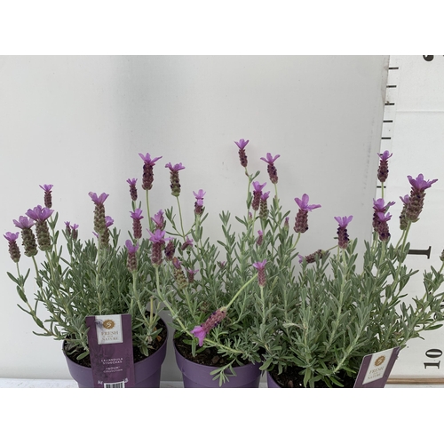 54 - THREE LAVENDER LAVANDULA ST.ANOUK IN PURPLE IN FLOWER 1.5 LITRE POTS APPROX 40CM IN HEIGHT TO BE SOL... 