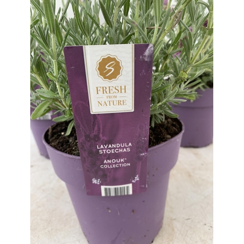 54 - THREE LAVENDER LAVANDULA ST.ANOUK IN PURPLE IN FLOWER 1.5 LITRE POTS APPROX 40CM IN HEIGHT TO BE SOL... 