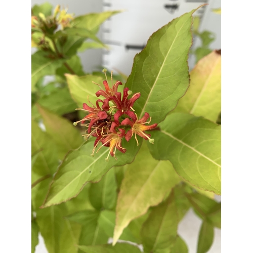 63 - THREE DIERVILLA RIVULARIS HONEYBEE PLANTS IN 1.5 LTR POTS - THIS HARDY PLANT FLOWERS FROM JUNE TO OC... 