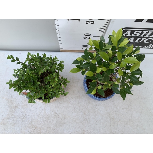 64 - TWO INDOOR BONSAI TREES IN CIRCULAR CERAMIC POTS. ONE ZELKOVA AND ONE FICUS (FIG) APPROX 30-40CM IN ... 