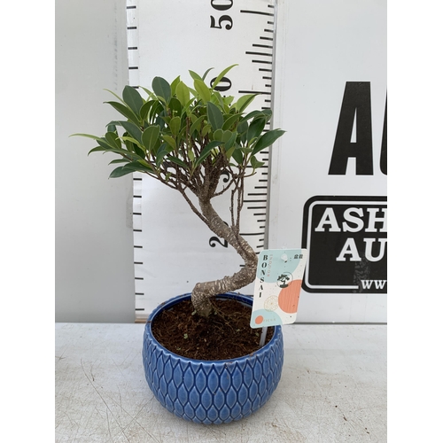 64 - TWO INDOOR BONSAI TREES IN CIRCULAR CERAMIC POTS. ONE ZELKOVA AND ONE FICUS (FIG) APPROX 30-40CM IN ... 