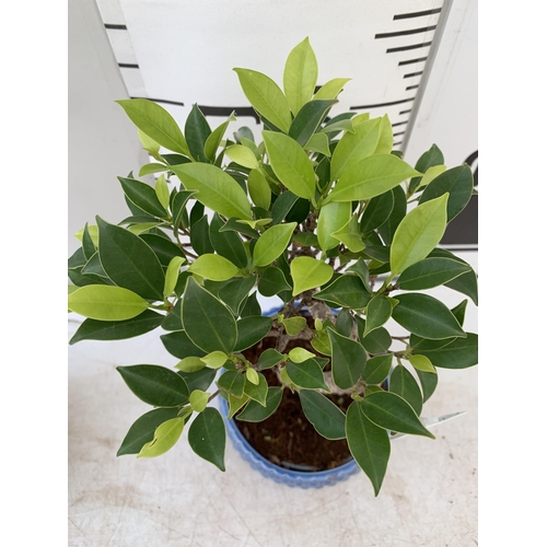 64 - TWO INDOOR BONSAI TREES IN CIRCULAR CERAMIC POTS. ONE ZELKOVA AND ONE FICUS (FIG) APPROX 30-40CM IN ... 