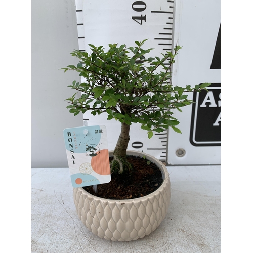 64 - TWO INDOOR BONSAI TREES IN CIRCULAR CERAMIC POTS. ONE ZELKOVA AND ONE FICUS (FIG) APPROX 30-40CM IN ... 