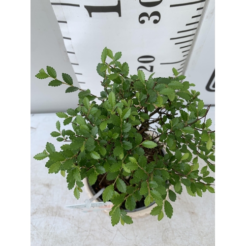 64 - TWO INDOOR BONSAI TREES IN CIRCULAR CERAMIC POTS. ONE ZELKOVA AND ONE FICUS (FIG) APPROX 30-40CM IN ... 