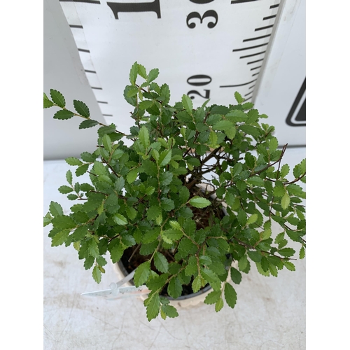 64 - TWO INDOOR BONSAI TREES IN CIRCULAR CERAMIC POTS. ONE ZELKOVA AND ONE FICUS (FIG) APPROX 30-40CM IN ... 