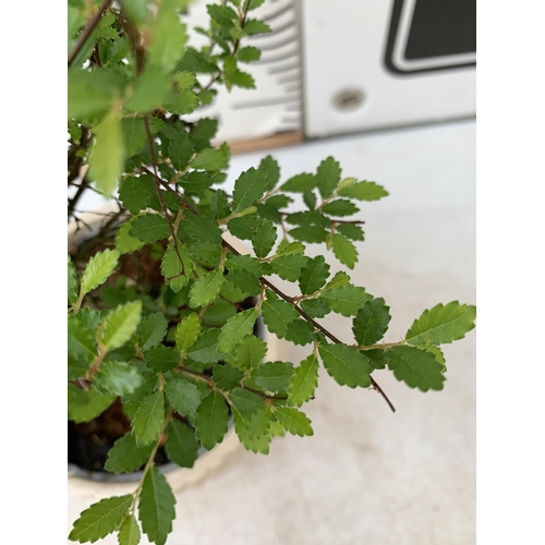 64 - TWO INDOOR BONSAI TREES IN CIRCULAR CERAMIC POTS. ONE ZELKOVA AND ONE FICUS (FIG) APPROX 30-40CM IN ... 