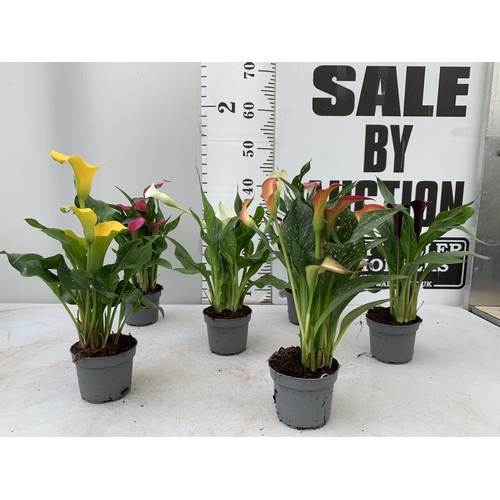 68 - SIX MIXED COLOURS ZANTEDESCHIA CALLA LILLIES IN P10 POTS APPROX 40CM IN HEIGHT PLUS VAT TO BE SOLD F... 