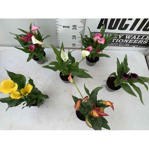 68 - SIX MIXED COLOURS ZANTEDESCHIA CALLA LILLIES IN P10 POTS APPROX 40CM IN HEIGHT PLUS VAT TO BE SOLD F... 