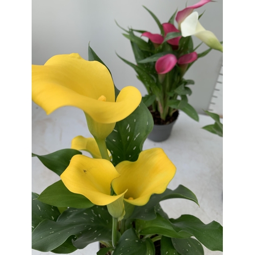 68 - SIX MIXED COLOURS ZANTEDESCHIA CALLA LILLIES IN P10 POTS APPROX 40CM IN HEIGHT PLUS VAT TO BE SOLD F... 