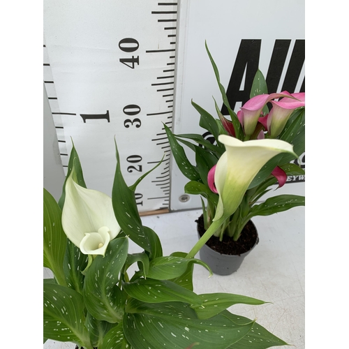 68 - SIX MIXED COLOURS ZANTEDESCHIA CALLA LILLIES IN P10 POTS APPROX 40CM IN HEIGHT PLUS VAT TO BE SOLD F... 