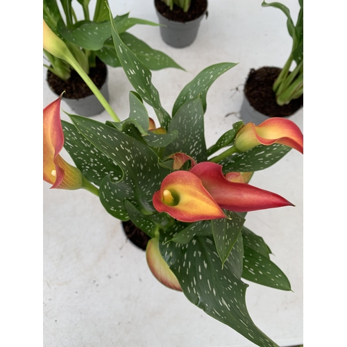 68 - SIX MIXED COLOURS ZANTEDESCHIA CALLA LILLIES IN P10 POTS APPROX 40CM IN HEIGHT PLUS VAT TO BE SOLD F... 