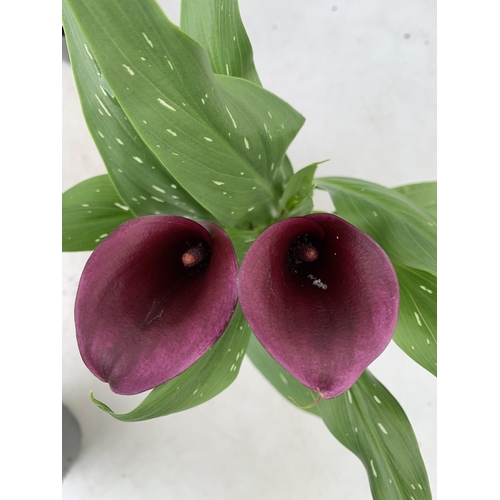 68 - SIX MIXED COLOURS ZANTEDESCHIA CALLA LILLIES IN P10 POTS APPROX 40CM IN HEIGHT PLUS VAT TO BE SOLD F... 