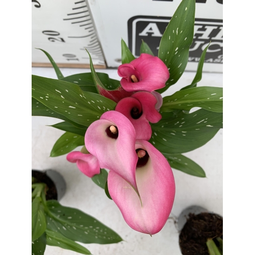 68 - SIX MIXED COLOURS ZANTEDESCHIA CALLA LILLIES IN P10 POTS APPROX 40CM IN HEIGHT PLUS VAT TO BE SOLD F... 