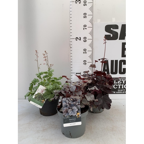 71 - THREE MIXED HEUCHERAS MINT MARQUESS, SILVER GUMDROP AND STARRY NIGHT IN 2 LTR POTS 30-50CM IN HEIGHT... 