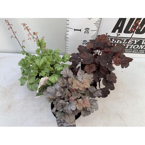 71 - THREE MIXED HEUCHERAS MINT MARQUESS, SILVER GUMDROP AND STARRY NIGHT IN 2 LTR POTS 30-50CM IN HEIGHT... 