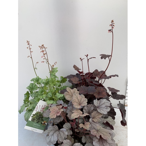 71 - THREE MIXED HEUCHERAS MINT MARQUESS, SILVER GUMDROP AND STARRY NIGHT IN 2 LTR POTS 30-50CM IN HEIGHT... 