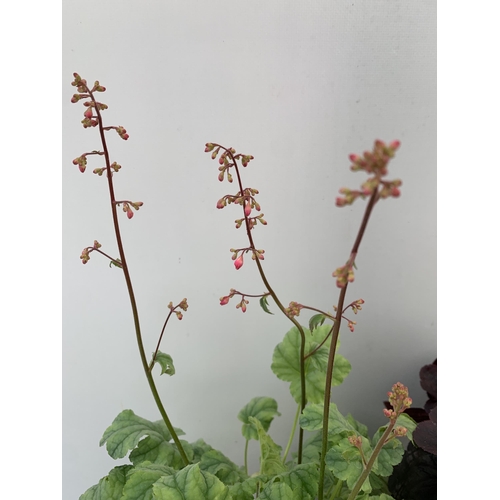 71 - THREE MIXED HEUCHERAS MINT MARQUESS, SILVER GUMDROP AND STARRY NIGHT IN 2 LTR POTS 30-50CM IN HEIGHT... 