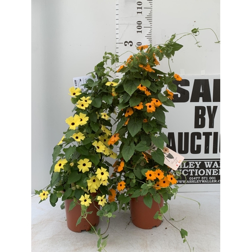 75 - TWO BLACK-EYED SUSAN THUNBERGIA ALATA ORANGE AND YELLOW IN 3 LTR POTS APPROX 90CM IN HEIGHT PLUS VAT... 