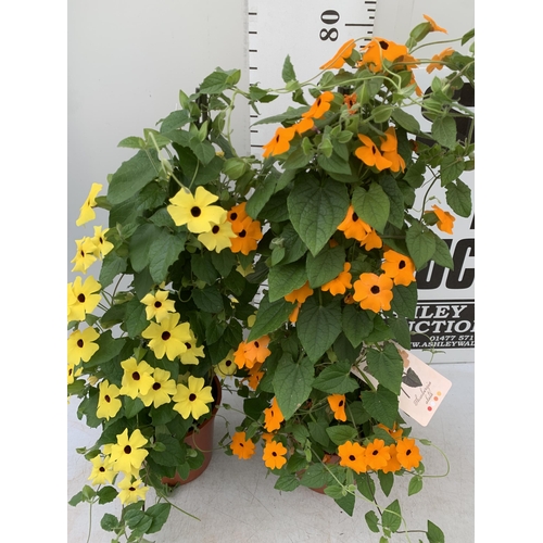 75 - TWO BLACK-EYED SUSAN THUNBERGIA ALATA ORANGE AND YELLOW IN 3 LTR POTS APPROX 90CM IN HEIGHT PLUS VAT... 