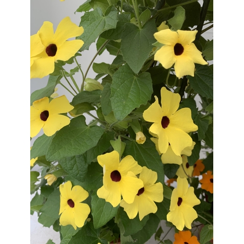 75 - TWO BLACK-EYED SUSAN THUNBERGIA ALATA ORANGE AND YELLOW IN 3 LTR POTS APPROX 90CM IN HEIGHT PLUS VAT... 