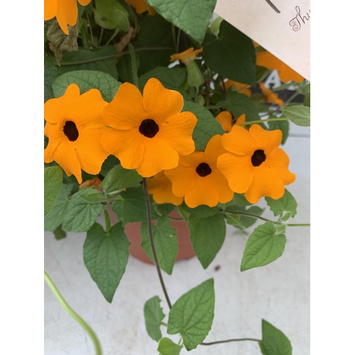 75 - TWO BLACK-EYED SUSAN THUNBERGIA ALATA ORANGE AND YELLOW IN 3 LTR POTS APPROX 90CM IN HEIGHT PLUS VAT... 