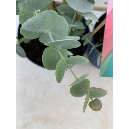 9 - TWO EUCALYPTUS CINEREA 'SILVER DOLLAR' ON A FRAME IN 2 LITRE POTS  APPROX 45CM IN HEIGHT WITH CARDS ... 