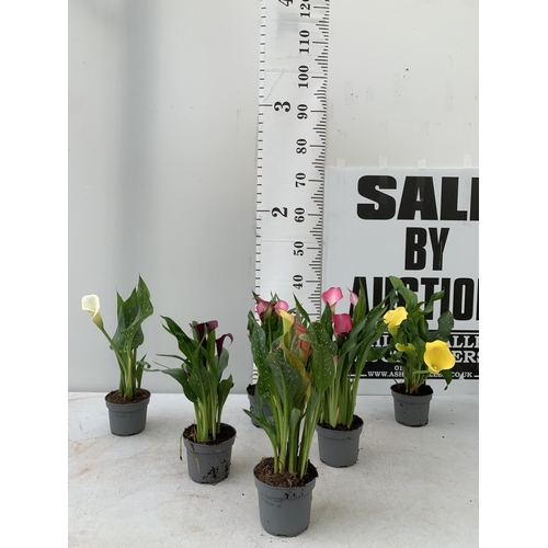 92 - SIX MIXED COLOURS ZANTEDESCHIA CALLA LILLIES IN P10 POTS APPROX 40CM IN HEIGHT PLUS VAT TO BE SOLD F... 