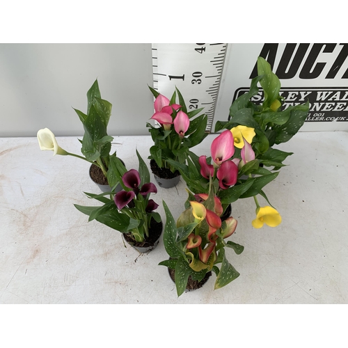 92 - SIX MIXED COLOURS ZANTEDESCHIA CALLA LILLIES IN P10 POTS APPROX 40CM IN HEIGHT PLUS VAT TO BE SOLD F... 