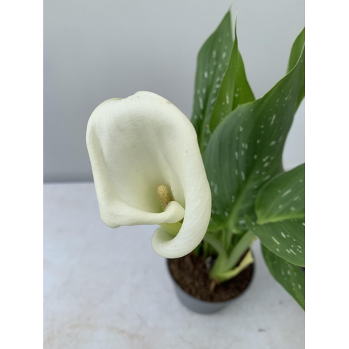 92 - SIX MIXED COLOURS ZANTEDESCHIA CALLA LILLIES IN P10 POTS APPROX 40CM IN HEIGHT PLUS VAT TO BE SOLD F... 