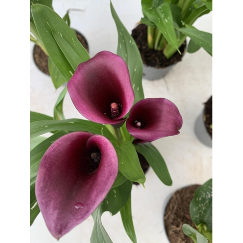 92 - SIX MIXED COLOURS ZANTEDESCHIA CALLA LILLIES IN P10 POTS APPROX 40CM IN HEIGHT PLUS VAT TO BE SOLD F... 