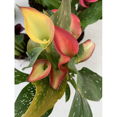 92 - SIX MIXED COLOURS ZANTEDESCHIA CALLA LILLIES IN P10 POTS APPROX 40CM IN HEIGHT PLUS VAT TO BE SOLD F... 