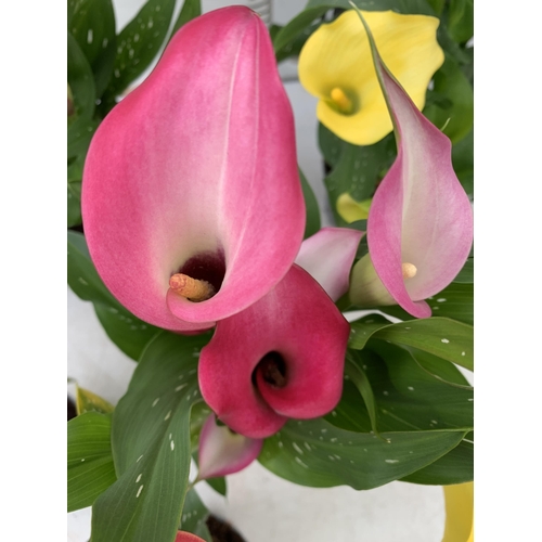 92 - SIX MIXED COLOURS ZANTEDESCHIA CALLA LILLIES IN P10 POTS APPROX 40CM IN HEIGHT PLUS VAT TO BE SOLD F... 