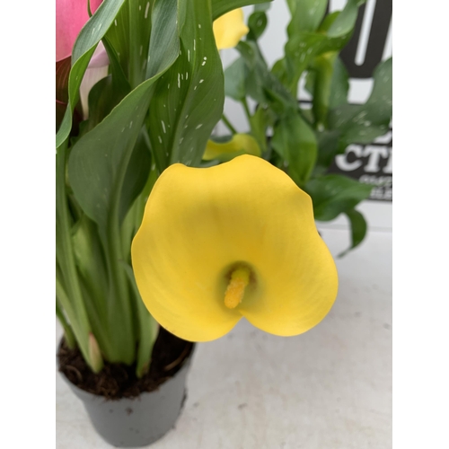 92 - SIX MIXED COLOURS ZANTEDESCHIA CALLA LILLIES IN P10 POTS APPROX 40CM IN HEIGHT PLUS VAT TO BE SOLD F... 