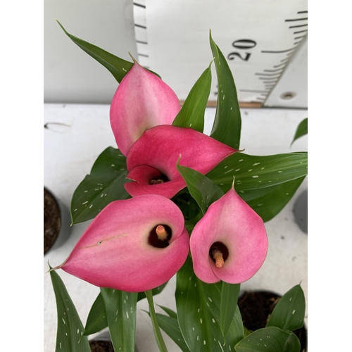 92 - SIX MIXED COLOURS ZANTEDESCHIA CALLA LILLIES IN P10 POTS APPROX 40CM IN HEIGHT PLUS VAT TO BE SOLD F... 