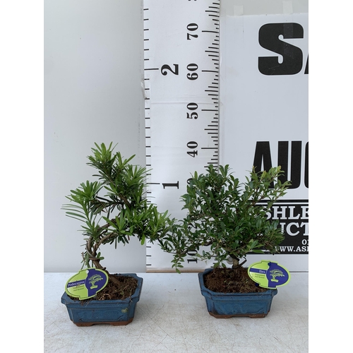 93 - TWO OUTDOOR BONSAI TREES IN RECTANGULAR CERAMIC POTS. ONE ILEX AND ONE PODOCARPUS APPROX 40CM IN HEI... 