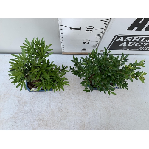 93 - TWO OUTDOOR BONSAI TREES IN RECTANGULAR CERAMIC POTS. ONE ILEX AND ONE PODOCARPUS APPROX 40CM IN HEI... 