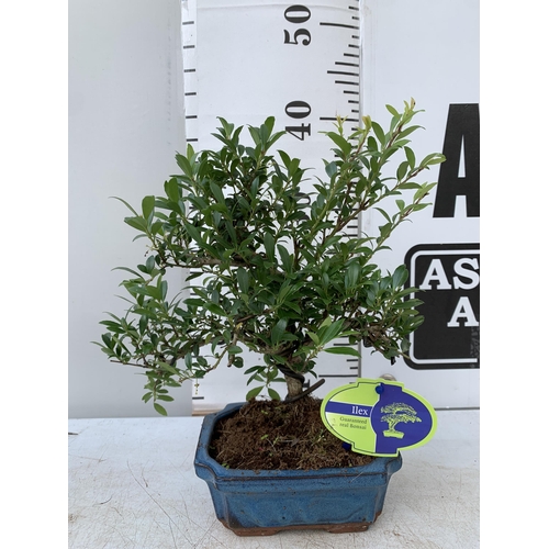 93 - TWO OUTDOOR BONSAI TREES IN RECTANGULAR CERAMIC POTS. ONE ILEX AND ONE PODOCARPUS APPROX 40CM IN HEI... 