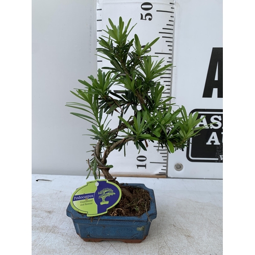 93 - TWO OUTDOOR BONSAI TREES IN RECTANGULAR CERAMIC POTS. ONE ILEX AND ONE PODOCARPUS APPROX 40CM IN HEI... 