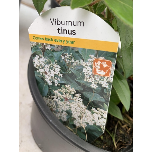 99 - SIX MIXED SHRUBS TO INCLUDE VIBURNUM 'TINUS', HYDRANGEA ROSE- PINK, AZALEA ORANGE BEAUTY, ANDROMEDA ... 