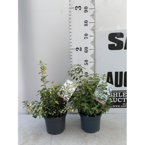 110 - TWO EUONYMOUS FORTUNA 'GOLDEN HARLEQUIN' AND 'INTERBOLWI BLONDY'' IN 2 LTR POTS APPROX 40- 50CM IN H... 